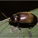 IMG 7399 Beetle