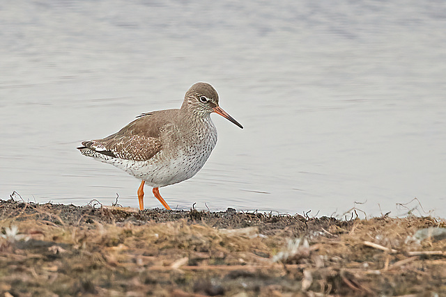 Redshank - Tringa totanus