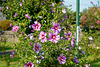 Hibiscus syriacus