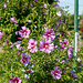 Hibiscus syriacus