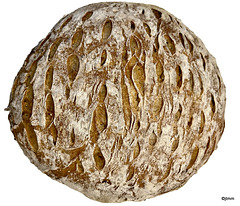 Sourdough scoring