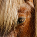 Blondie (Western Horse)