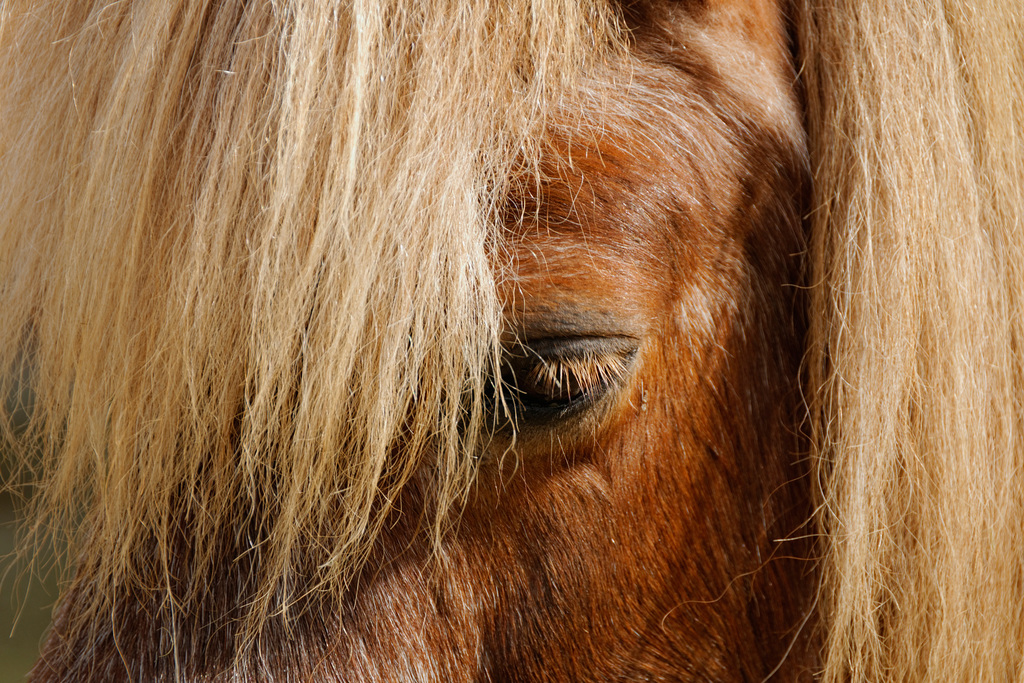 Blondie (Western Horse)