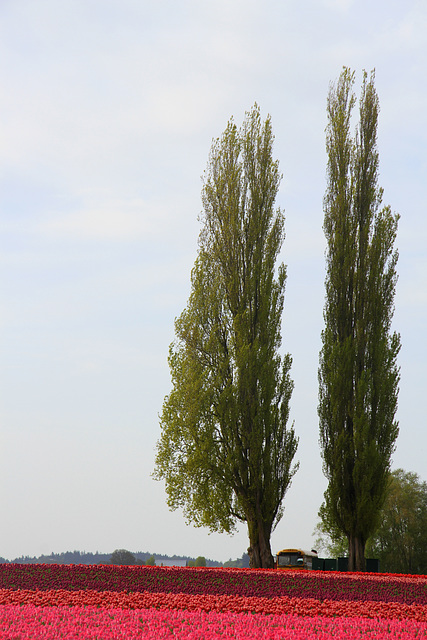 Tulips and Poplars