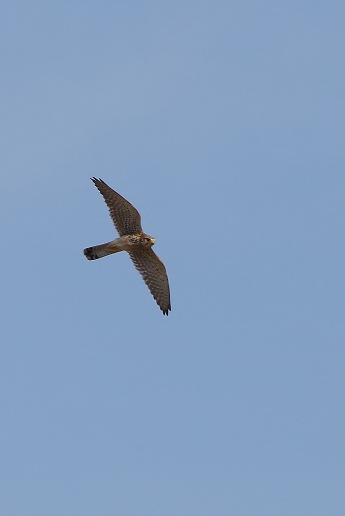 Faucon crécerelle (Falco tinnunculus) - Drôme