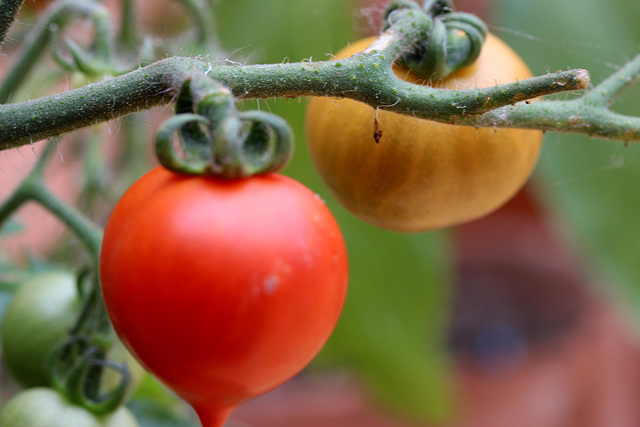 mes petites tomates