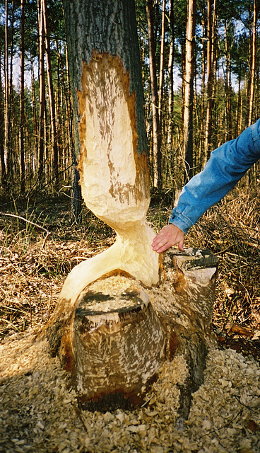 2005-04-01 Gosciencin 003