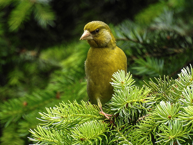 20170528 1791CPw [D~LIP] Grünfink (Carduelis chloris) [m], Bad Salzuflen