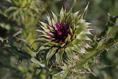 Musk Thistle