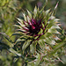 Musk Thistle