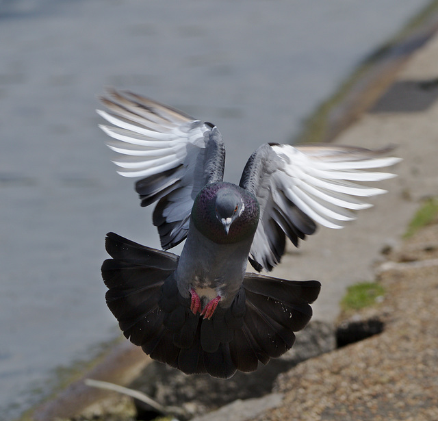 Pigeon EF7A4340