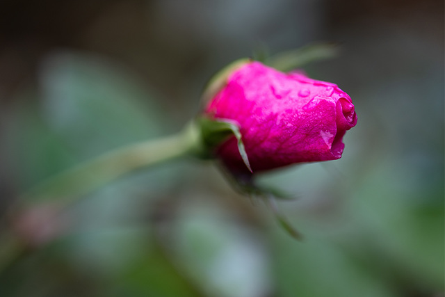 Rosebud (09.12.2018)