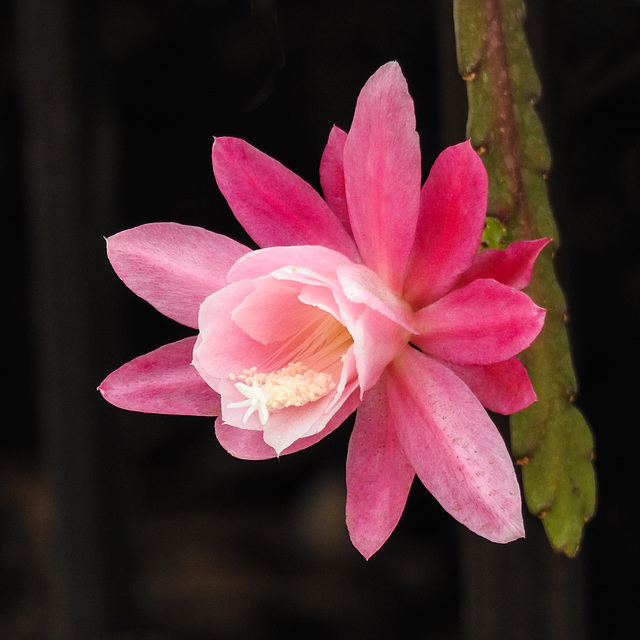 Gorgeous succulent flower