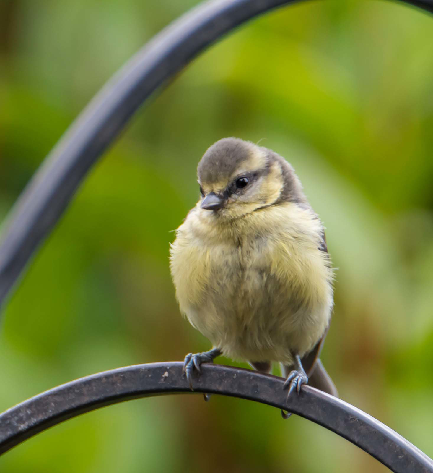 A blue tit rr