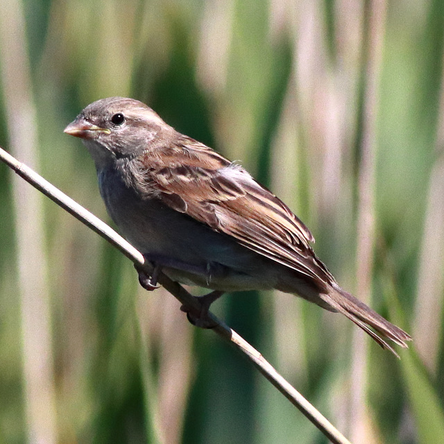 EOS 90D Peter Harriman 10 08 20 65597 sparrow dpp