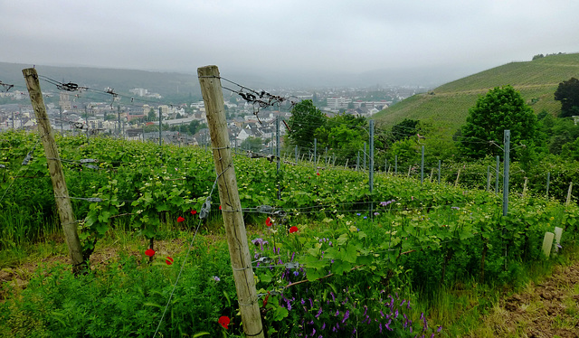 Dunstiger Blick nach Neuenahr