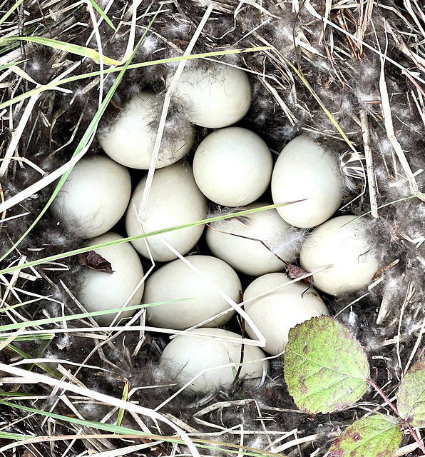 12 little Mallard ducklings are on their way!