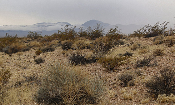 Nevada Desert