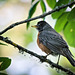 American Robin