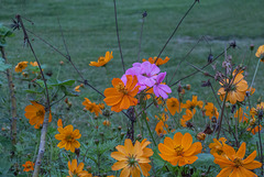 Divergent color: winter flowers