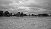 KR601527©IngoKrehl