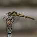 20140801 4496VRAw [D~E] Libelle,  Gruga-Park, Essen