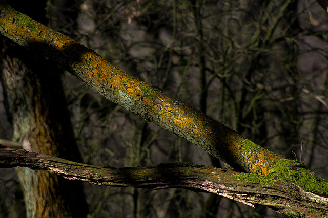 Shire Hill Wood branches