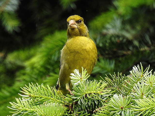 20170528 1792CPw [D~LIP] Grünfink (Carduelis chloris) [m], Bad Salzuflen