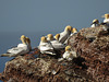 20180406 3608CPw [D~PI] Basstölpel (Morus bassanus), Helgoland