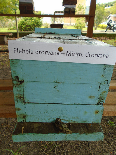 DSC01053 - abelha mirim Plebeia droryana, Meliponini Apidae Hymenoptera
