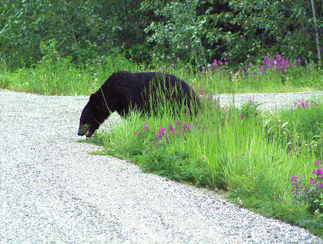 Schwarzbär um Mitternacht