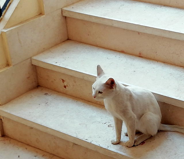 Katze auf der Treppe