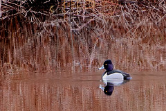 Ring-Necked Duck