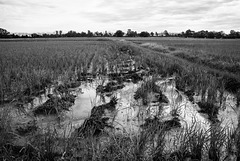 Paddy fields in late October