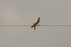 Sand Martin