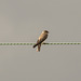 Sand Martin