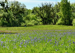 Irisblüte im Ried     (PiPs)