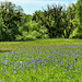 Irisblüte im Ried     (PiPs)