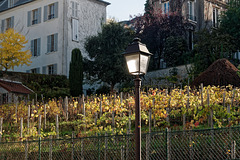 Les vendanges sont terminées