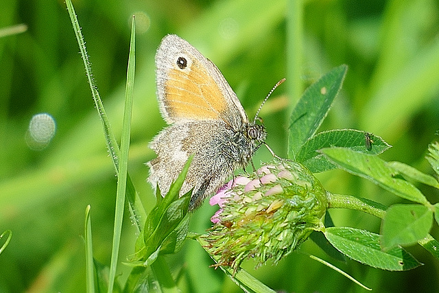 Kleines Wiesenvögelchen