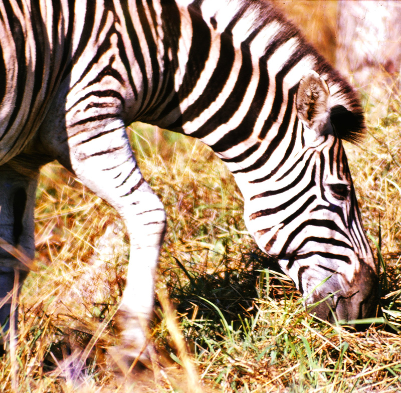 Zebra