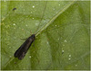 IMG 7393 Caddisfly