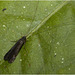 IMG 7393 Caddisfly