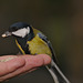 EF7A0162bluetitfeeding