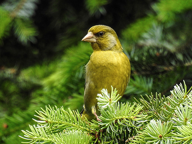 20170528 1793CPw [D~LIP] Grünfink (Carduelis chloris) [m], Bad Salzuflen