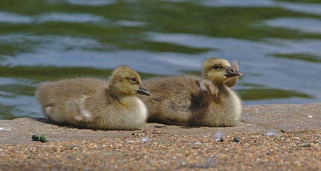 Goslings EF7A4314