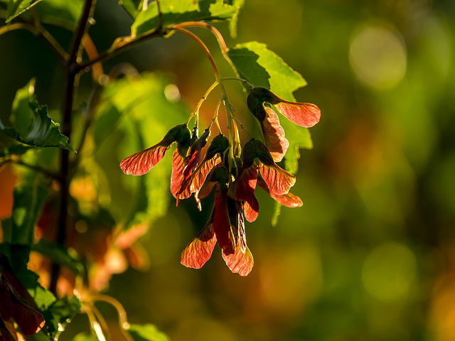 Japanese Maple Seeds - Back-lit