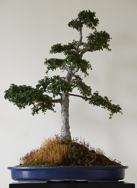 Chinese Elm- Bonsai