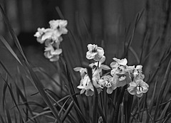 Daffodil Cluster