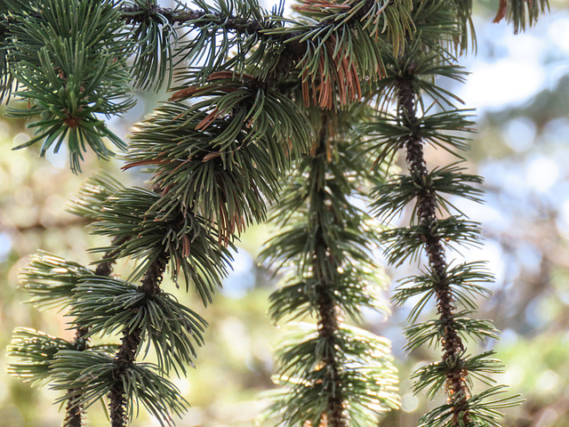 Bristlecone Pine